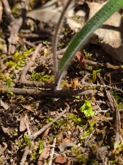 Caladenia tentaculata