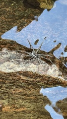 Dolomedes scriptus