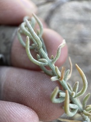 Neokochia americana