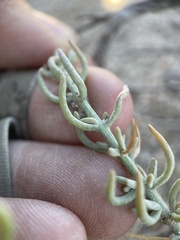 Neokochia americana