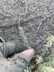 Neokochia americana