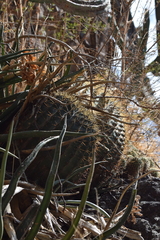 Ferocactus histrix