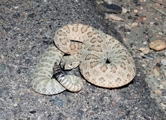 Crotalus viridis
