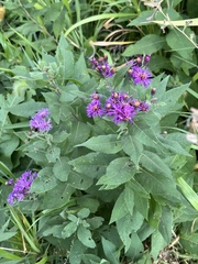 Vernonia baldwinii