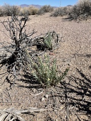 Neokochia americana