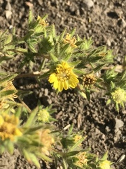 Centromadia fitchii