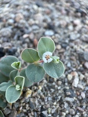 Euphorbia albomarginata
