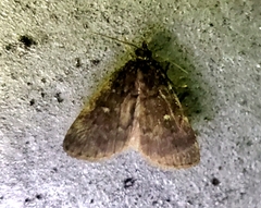 Tetanolita mynesalis