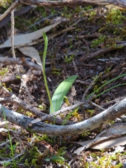 Glossodia major