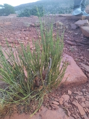 Ephedra