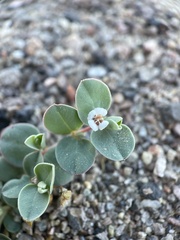 Euphorbia albomarginata