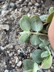 Euphorbia albomarginata