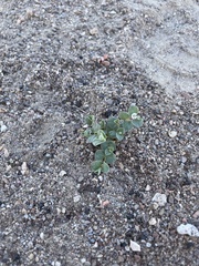 Euphorbia albomarginata