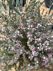 Boronia ternata