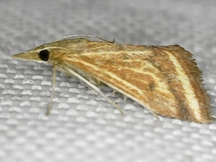 Microtheoris ophionalis