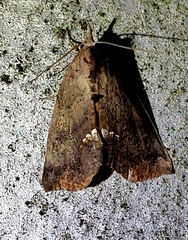 Hypsoropha hormos