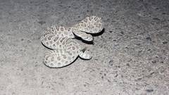 Crotalus viridis