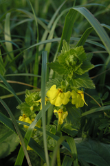 Rhynchocorys elephas