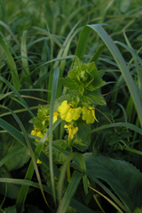 Rhynchocorys elephas