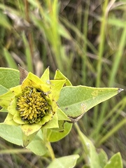 Silphium integrifolium