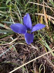 Gentianopsis ciliata