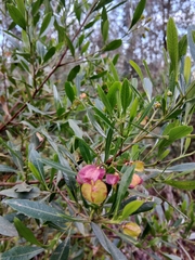 Dodonaea viscosa