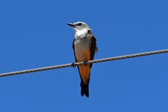 Tyrannus forficatus