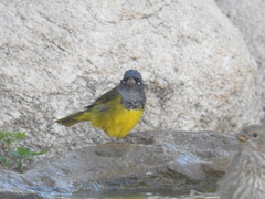 Geothlypis tolmiei