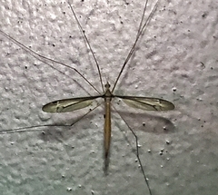 Tipula furca