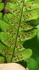 Dryopteris goldieana