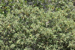 Quercus berberidifolia
