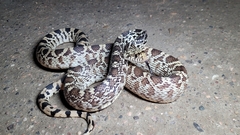 Pituophis catenifer sayi