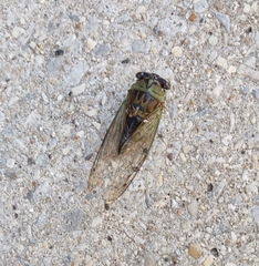 Neotibicen pruinosus