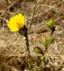 Holocarpha virgata virgata