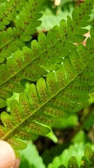Dryopteris goldieana