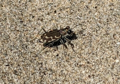 Cicindela repanda