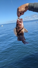 Sebastes auriculatus