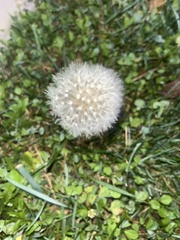 Taraxacum erythrospermum