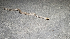 Pituophis catenifer sayi
