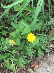 Taraxacum officinale