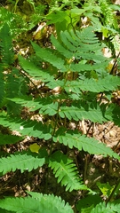 Dryopteris goldieana