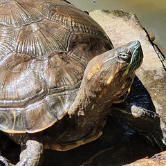 Trachemys scripta