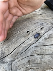 Cypherotylus californicus