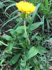 Taraxacum officinale