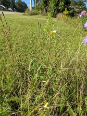 Symphyotrichum urophyllum