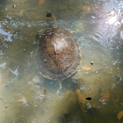 Trachemys scripta