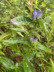 Gentiana clausa
