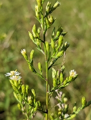 Symphyotrichum urophyllum