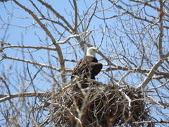 Haliaeetus leucocephalus