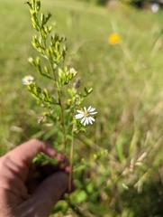 Symphyotrichum urophyllum